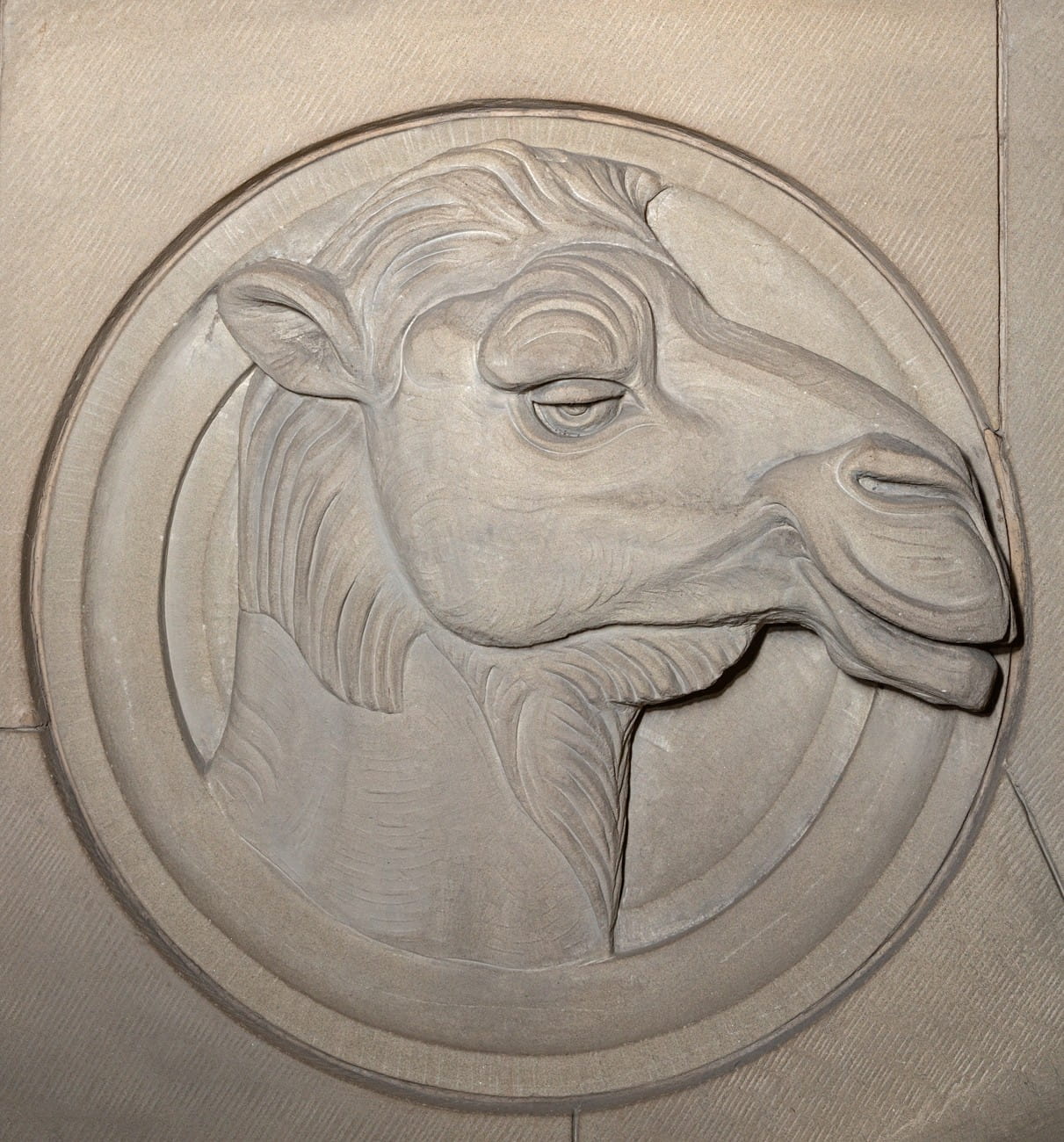 Camel - one of the humble beasts